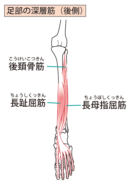 足の筋肉の画像